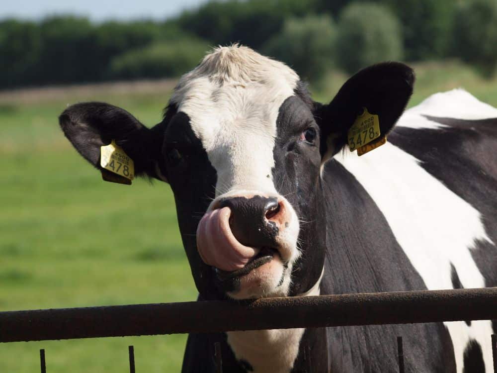 Colombia podrá exportar nuevamente semen bovino al mercado de Costa Rica